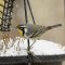 Hungry and Chilly Yellow Throated Warbler