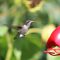 Female Rufous Hummingbird going to get breakfast!