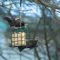 European Starlings Squabling over meal