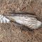 young sharp shinned hawk (dead)