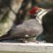 Hungry Pileated