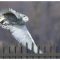 Snowy Owl flight