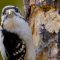 Downy woodpecker on the suet log