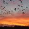 Sunset dance of Glossy ibis