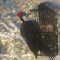 Polly the Pileated…