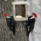 A Pair Of Pileated Woodpeckers Sharing Suet