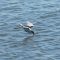 Fishing Tern