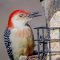 Red-bellied Woodpecker and YUM