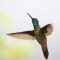 Magnificient Hummingbird