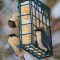 Pygmy Nuthatches Sweet for Suet