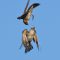 Northern Rough-winged Swallows in-flight fight