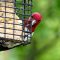 Up close and personal with a Red-headed Woodpecker