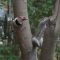 On the Deck–Northern Flicker & Gray Squirrel