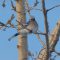Blue Jay Resting In Tree