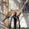 Mourning Doves in love