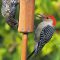 A male Red-bellied Woodpecker and a European Starling (who thinks he’s a Nuthatch!).