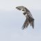 Angry Peregrine Parent