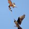 Peregrine Falcon prey exchange