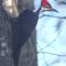 First Visit of Pair of Pileated Woodpecker 2017