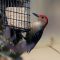 Red Bellied Woodpecker at Suet Feeder