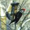 Red Bellied and Pileated Woodpeckers sharing a suet feeder