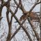 Red Shouldered Hawk through the Trees