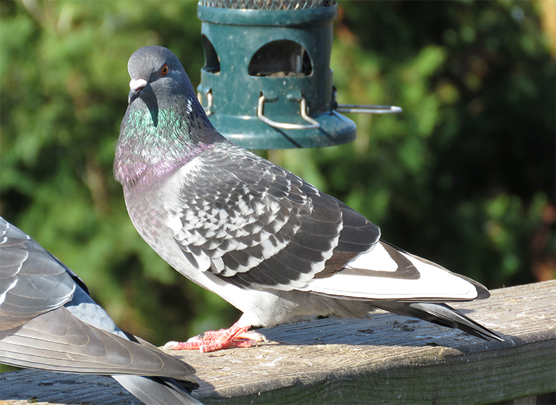 Rock Pigeon Identification, All About Birds, Cornell Lab of