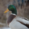 Mallard in the Snow