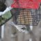 Titmouse and Suet