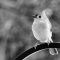 Tufted titmouse in que
