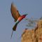 Carmine Bee-eater returning to the nest
