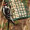Woodpecker Enjoying Suet