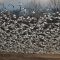 Snow Geese Blizzard