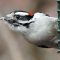 Downy Woodpecker doing an eat and stretch routine.