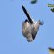 Blue-gray Gnatcatcher “Diving after a fly”