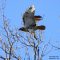 Red-tailed Hawk on the hunt