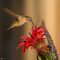 Hummingbird in the Golden Hour