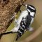 Downey woodpecker