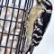 Woot Woodpecker