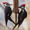 Pileated Woodpecker Pair