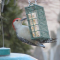 Red bellied on suet