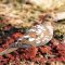 Special (Mourning Dove)