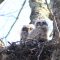 2 Baby Great Horned Owls