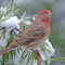 Male House Finch in the snow