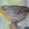 Two more shots of a very yellow House Finch