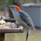 Red-bellied Woodpecker female at a tray feeder