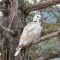 Leucistic Eurasian Collared Dove
