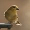 American Goldfinch on feeder