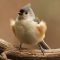 Tufted Titmouse is ready to fly