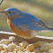 Male Bluebird on a tray feeder